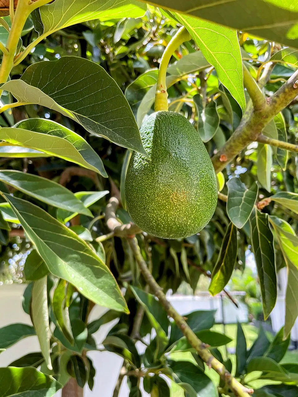 Avocado plantation, Hai, Kilimanjaro