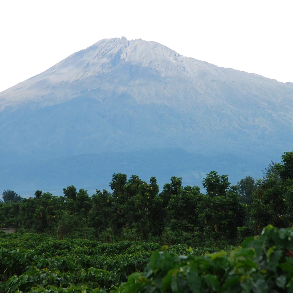 Coffee plantation, Arusha