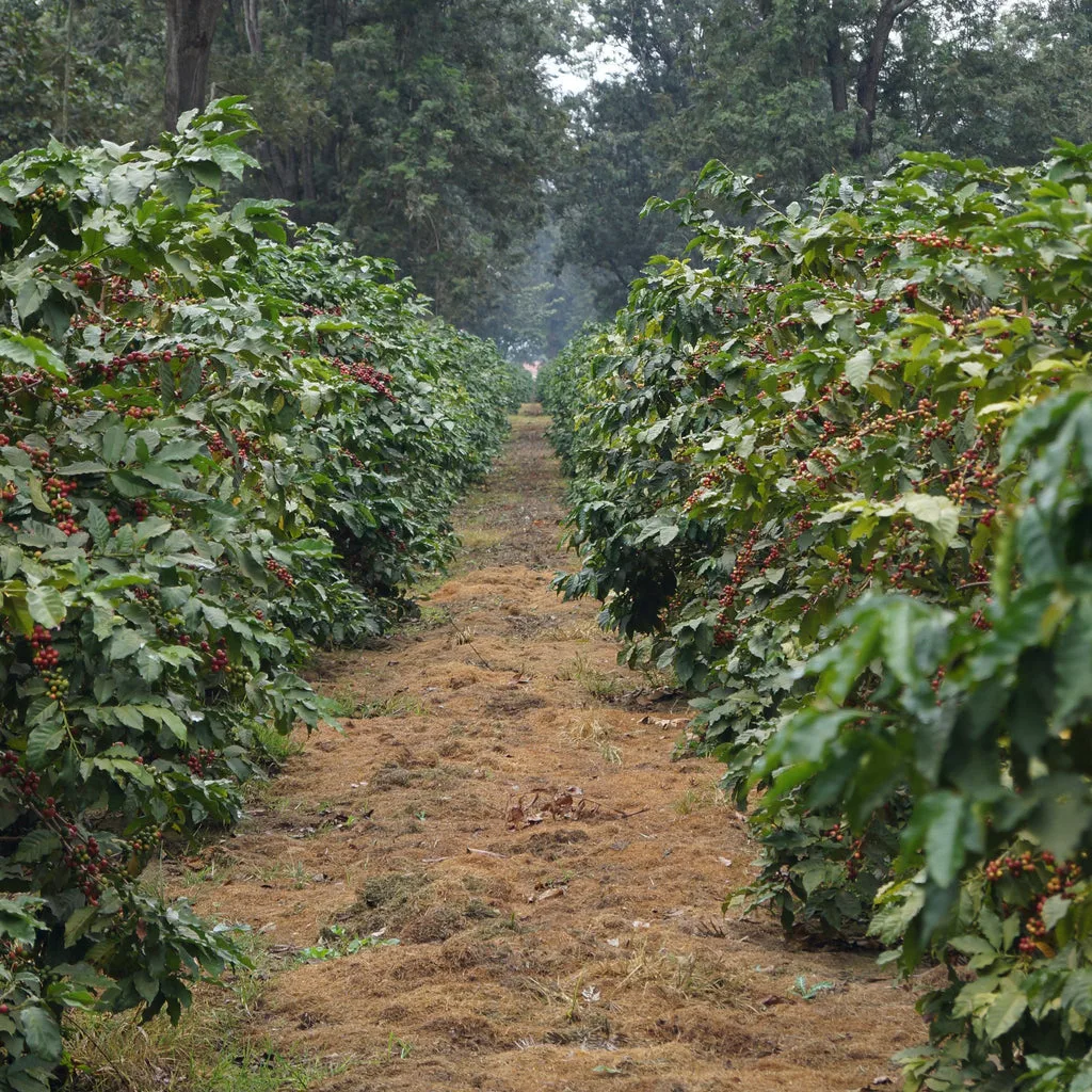 Coffee plantation, Arusha