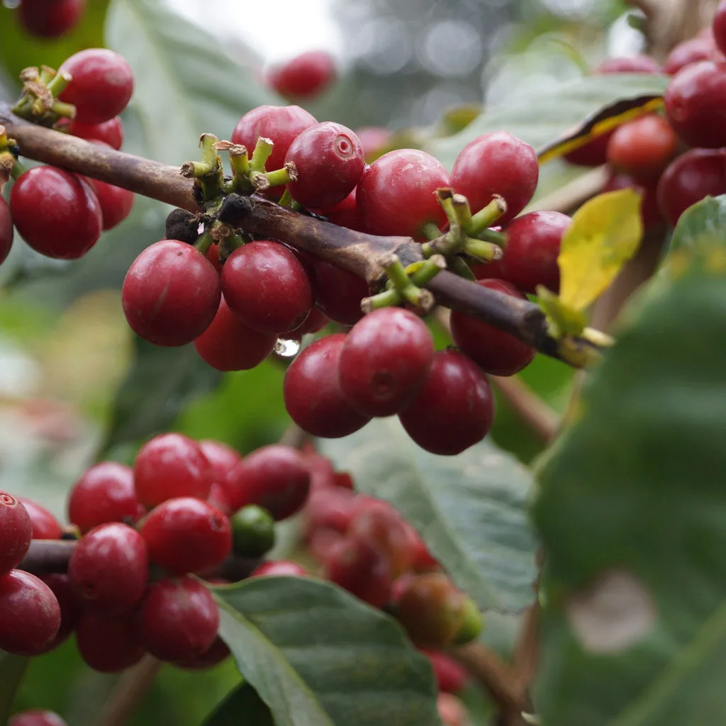 Coffee plantation, Arusha