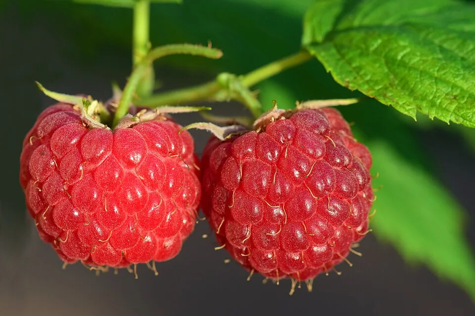 Berry farm, Kibosho, Kilimanjaro