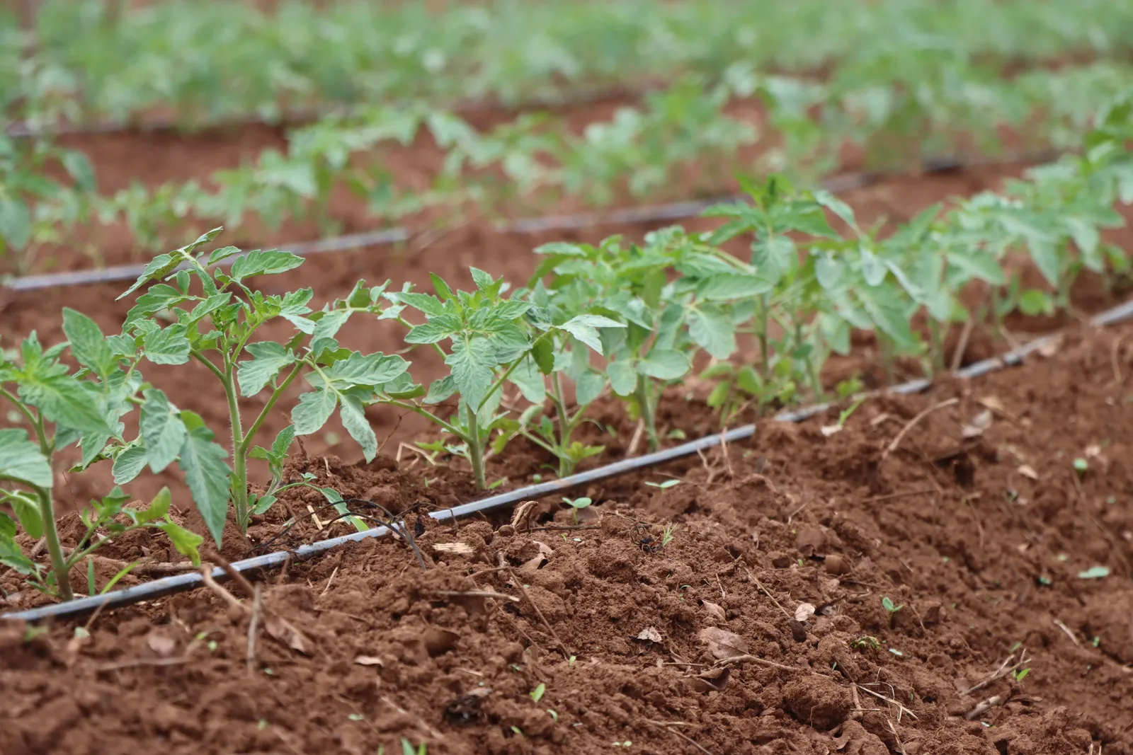 HortiLogistica Africa — 05