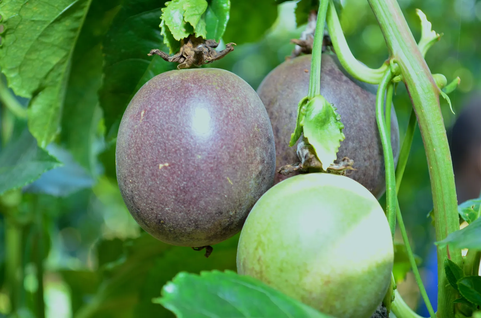 HortiLogistica Africa — 09