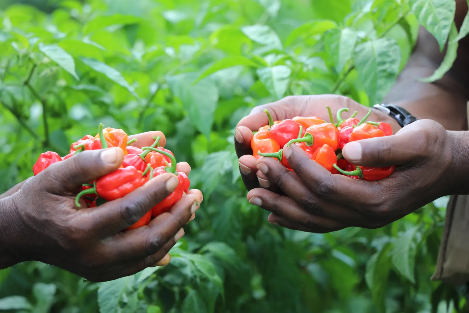 HortiLogistica Africa — 0m1a1447