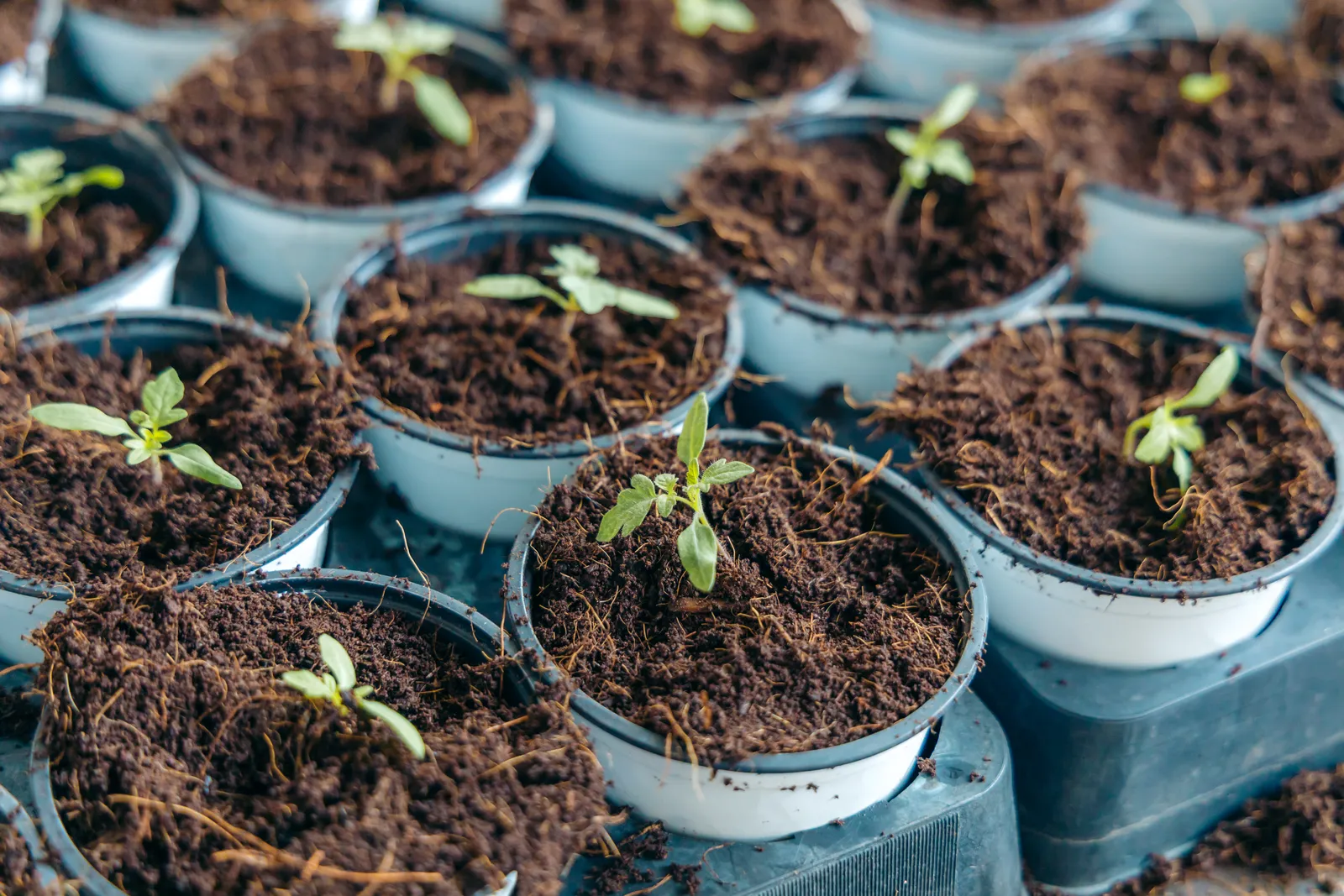 HortiLogistica Africa — 0o7a0861