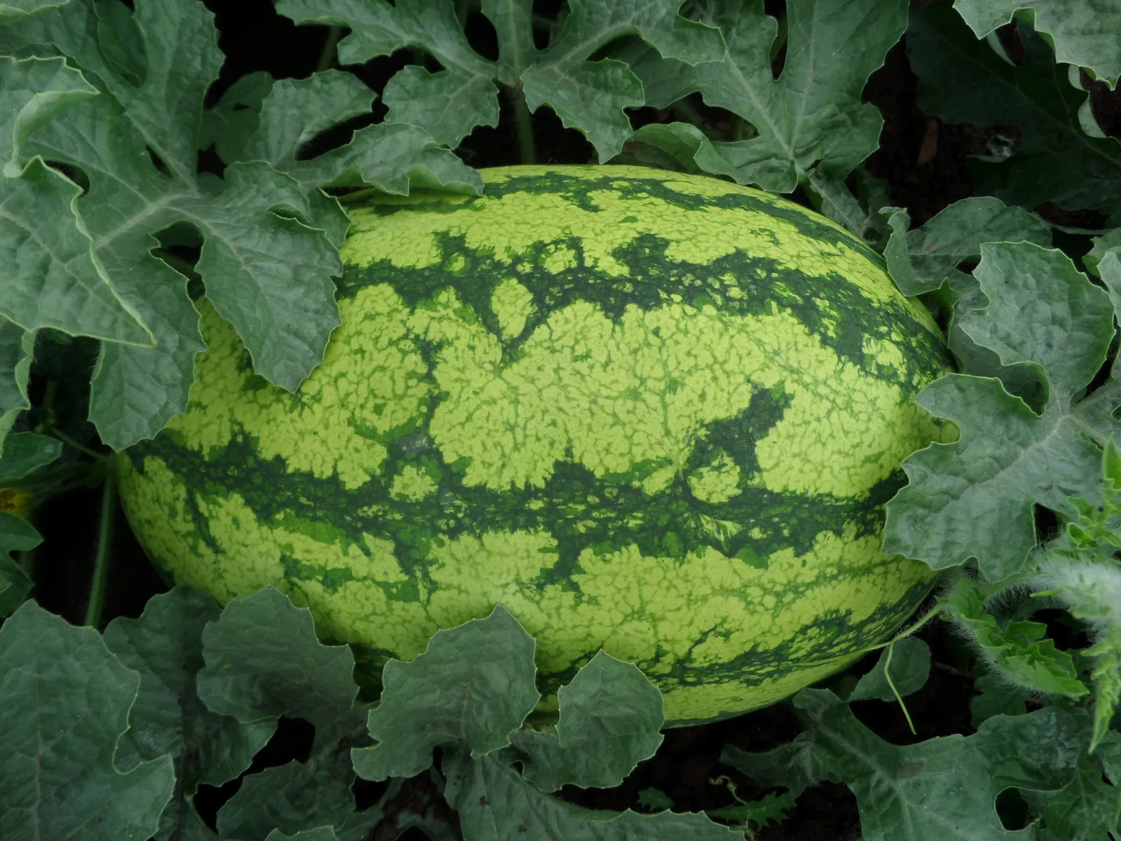 HortiLogistica Africa — 14