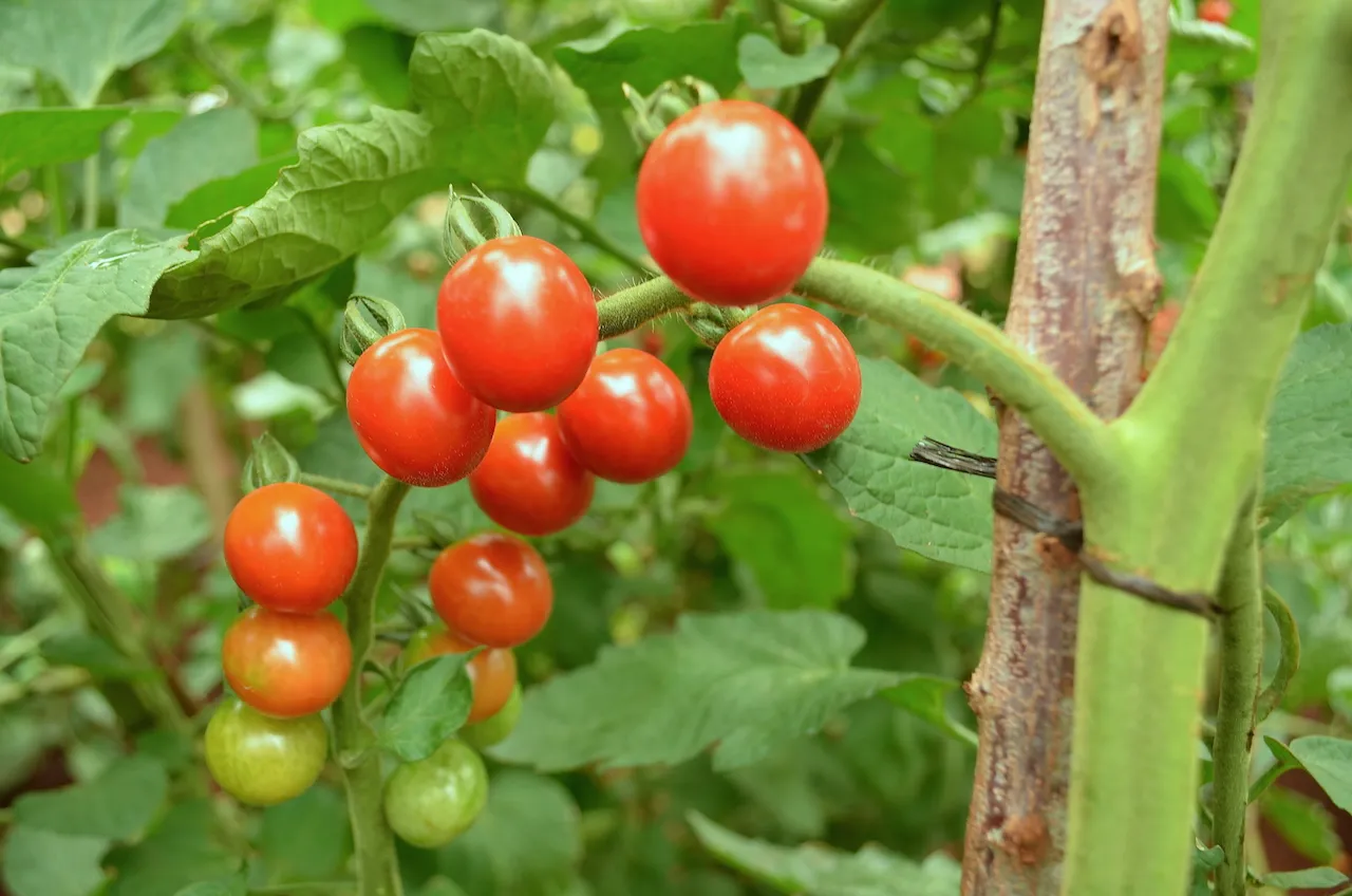 HortiLogistica Africa — 15
