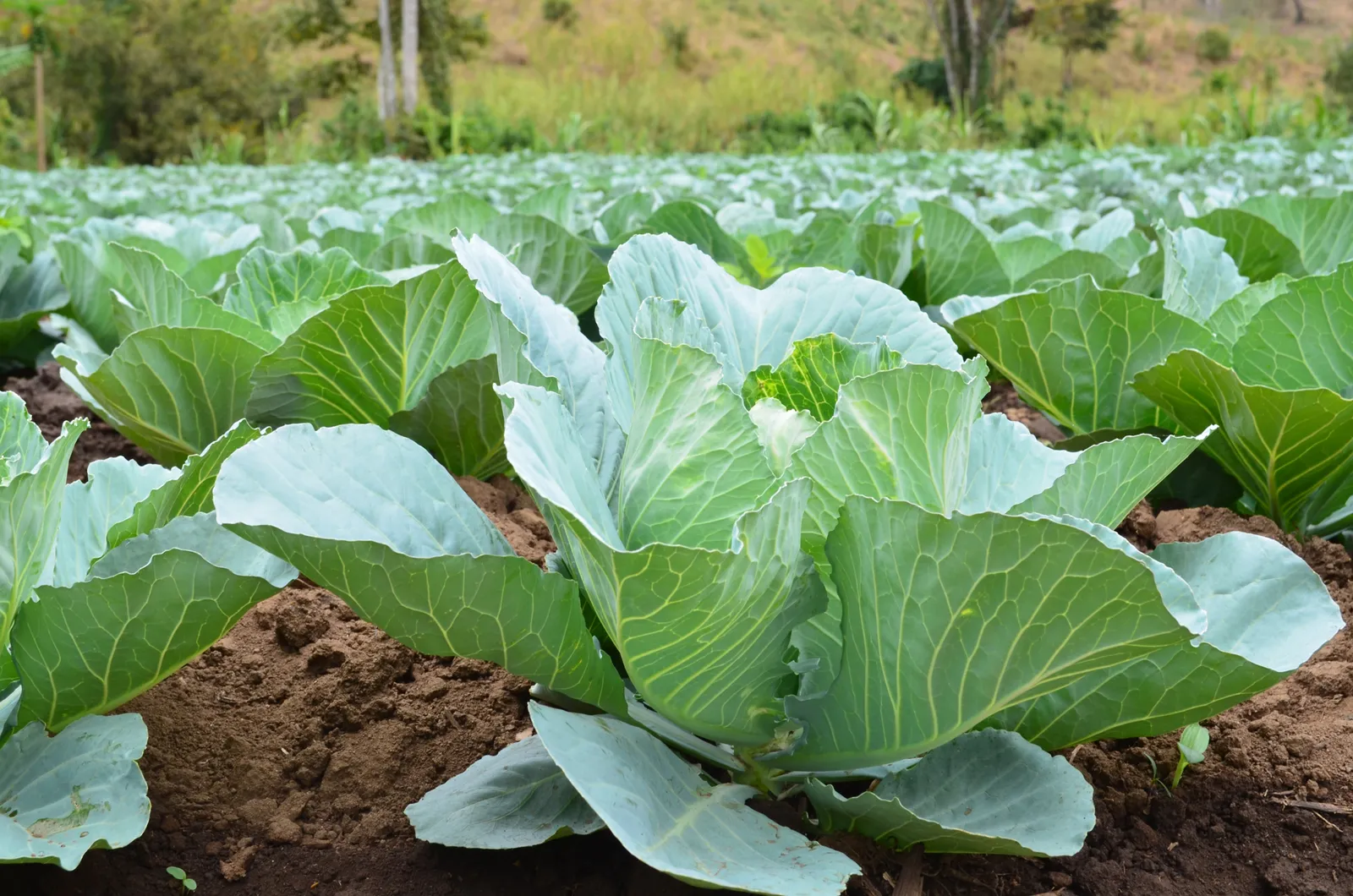 HortiLogistica Africa — 16
