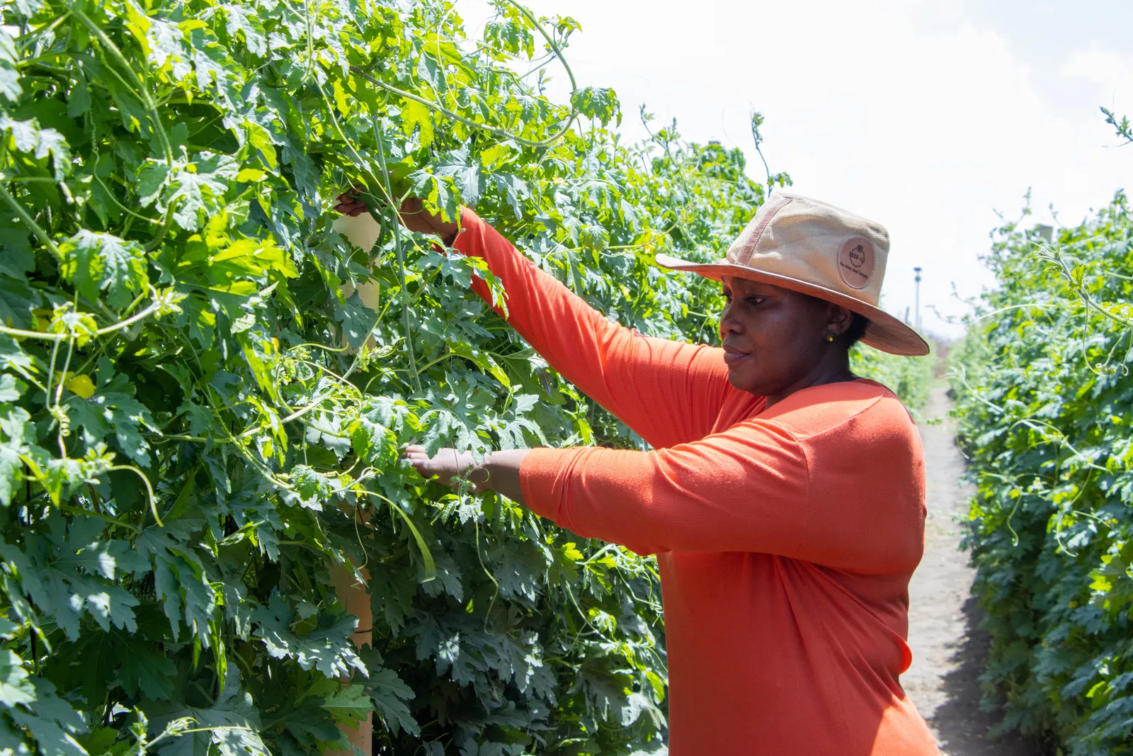 HortiLogistica Africa — aziza farm 16
