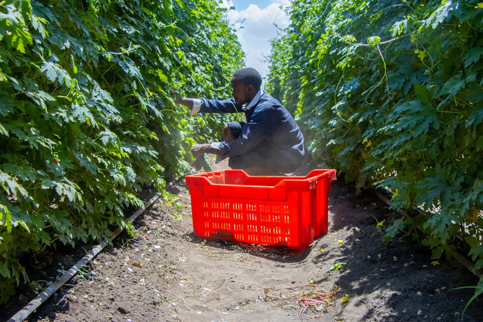 HortiLogistica Africa — aziza farm 6