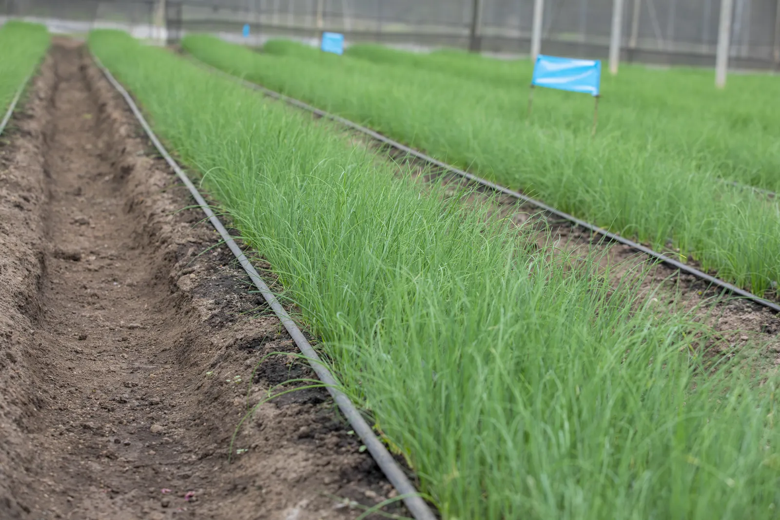 HortiLogistica Africa — bbt 5 32