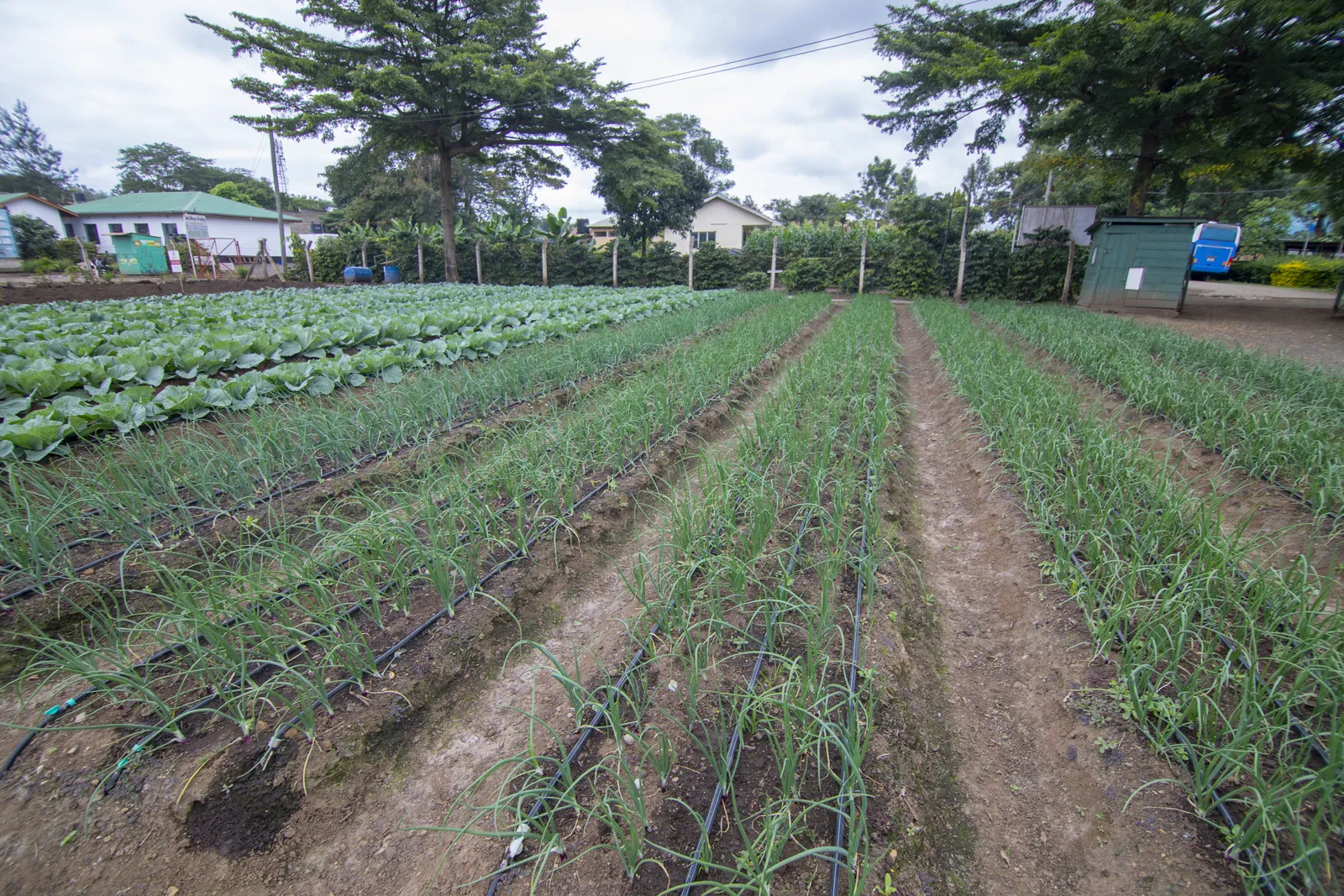 HortiLogistica Africa — bbt 5 46