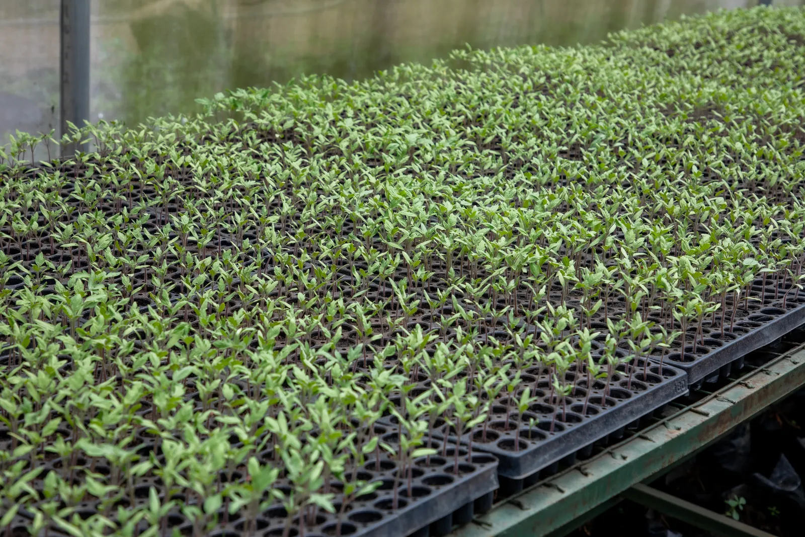 HortiLogistica Africa — copra 68