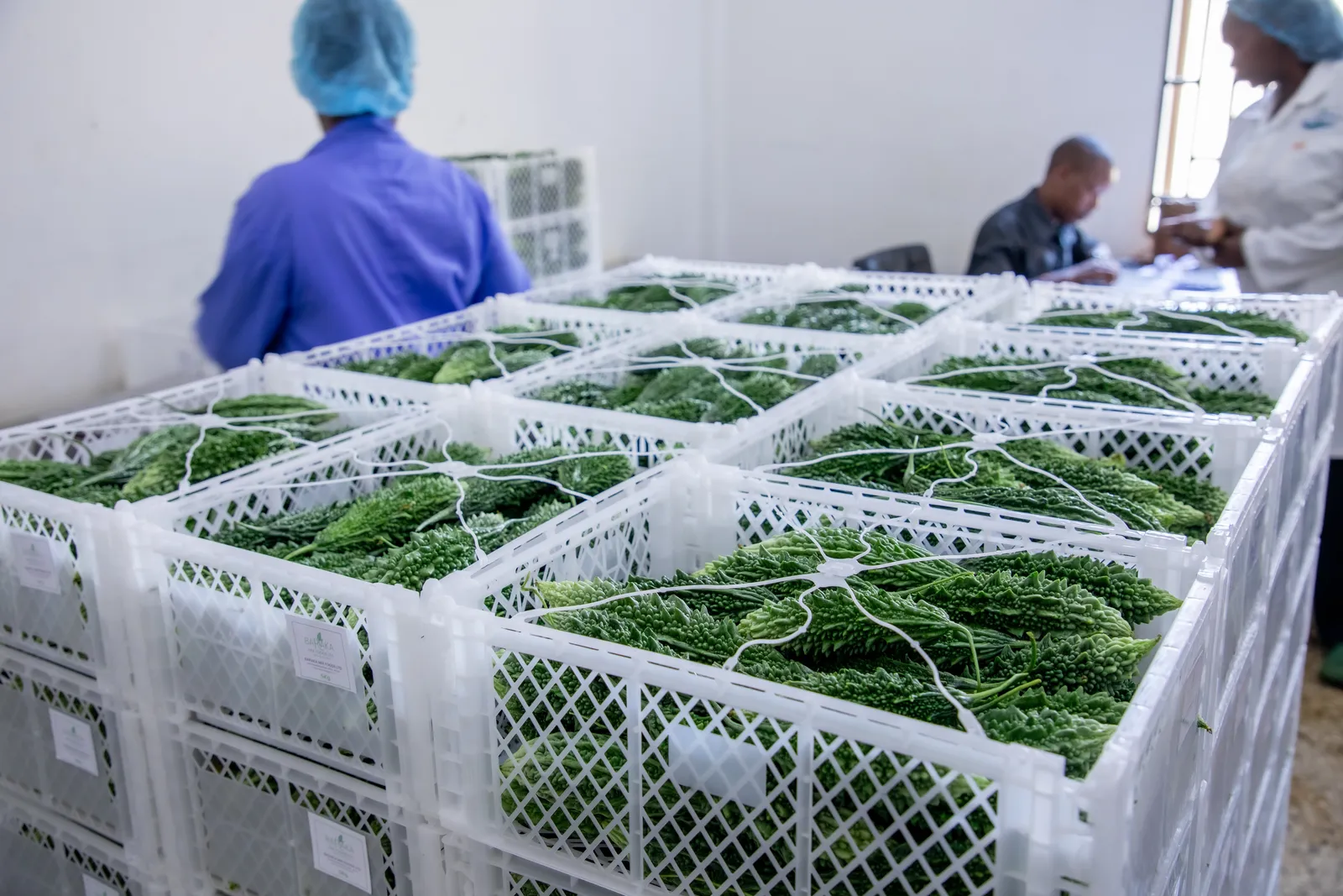 HortiLogistica Africa — copra 76