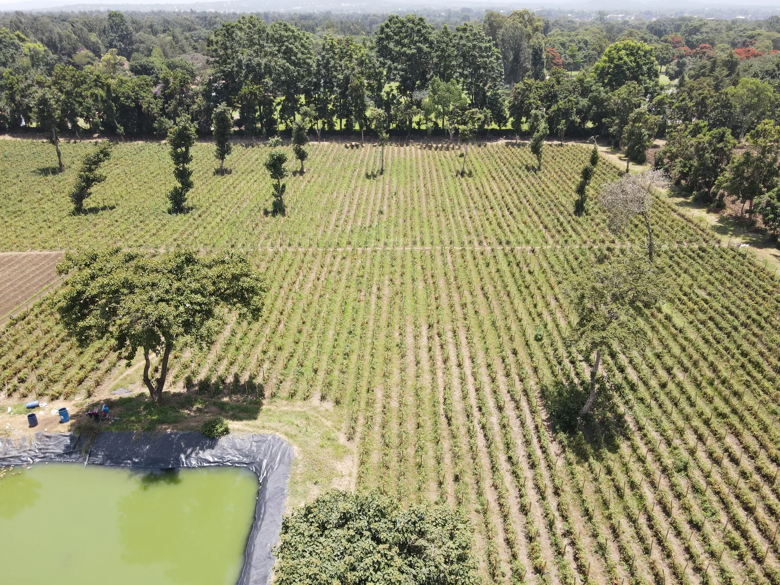 HortiLogistica Africa — dji 0032
