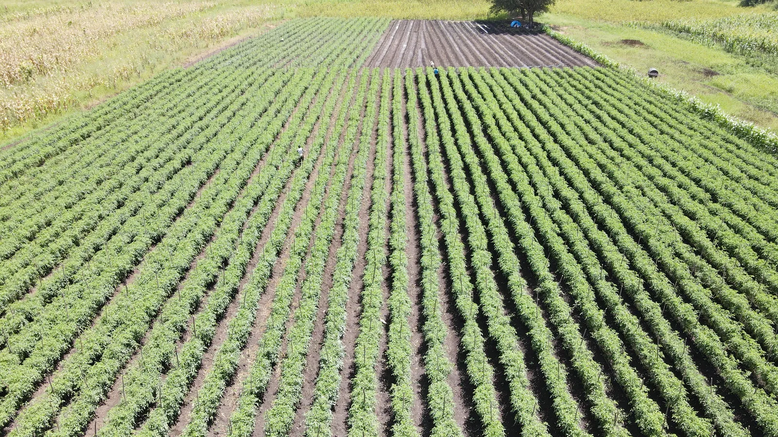 HortiLogistica Africa — dji 0041