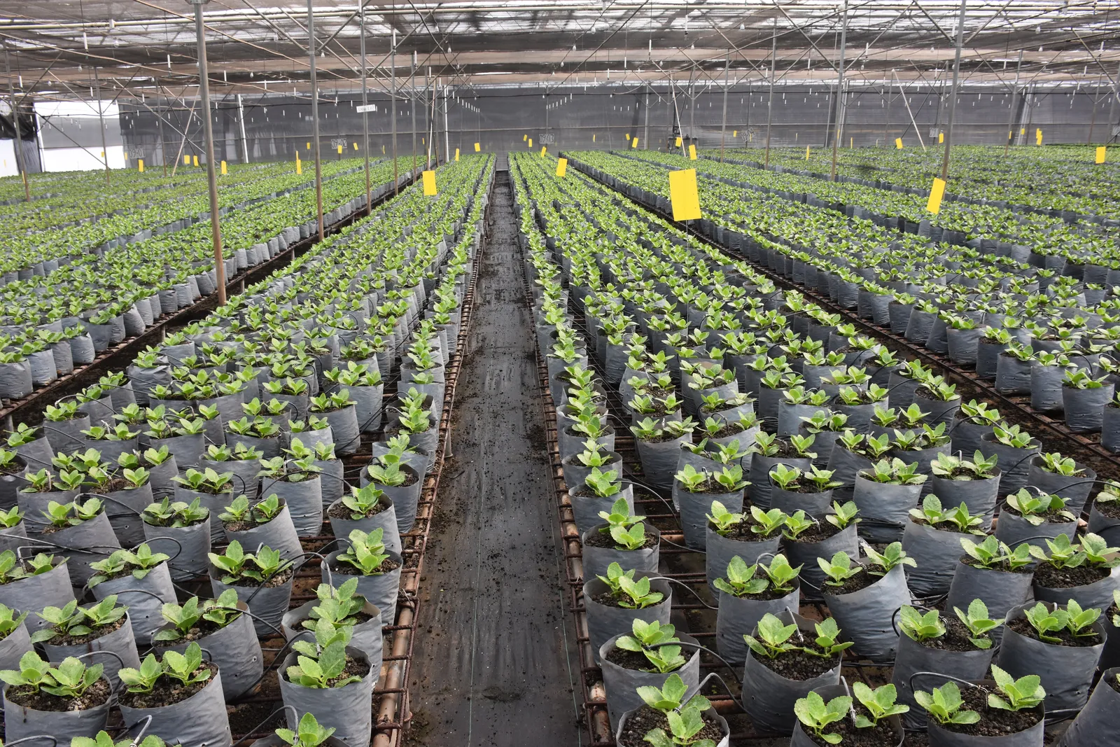 HortiLogistica Africa — dsc 8635
