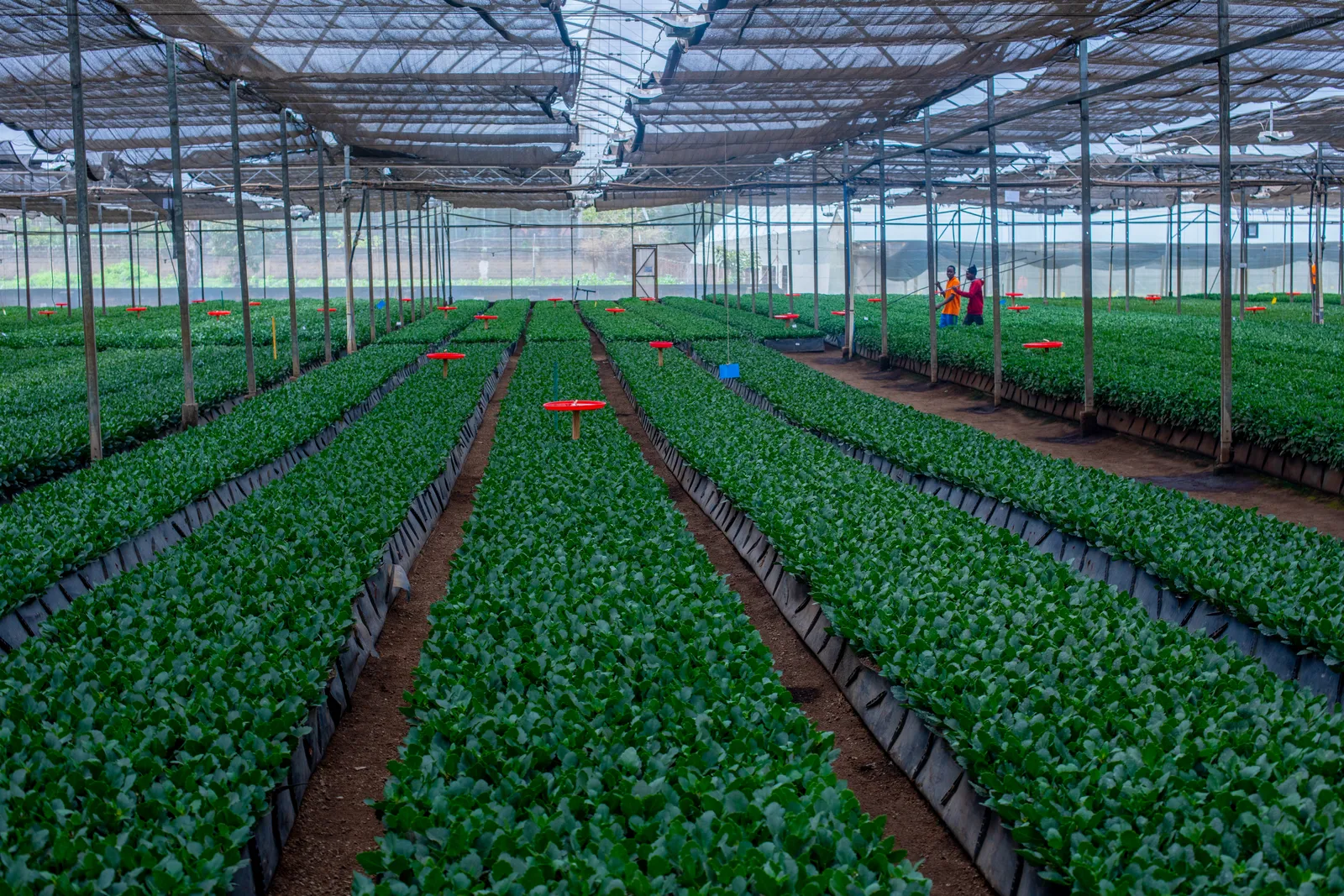 HortiLogistica Africa — france 100 1