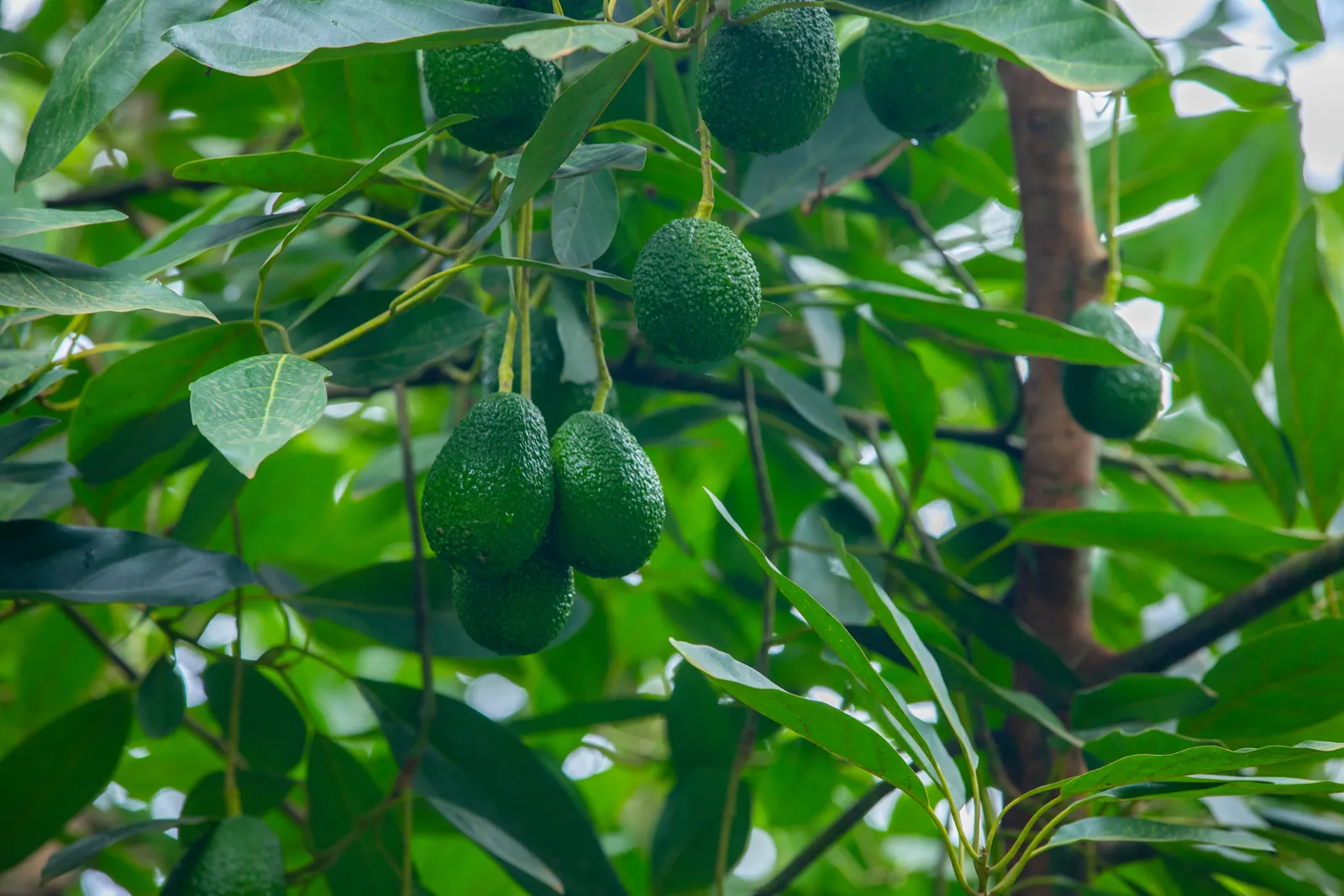 HortiLogistica Africa — france 107