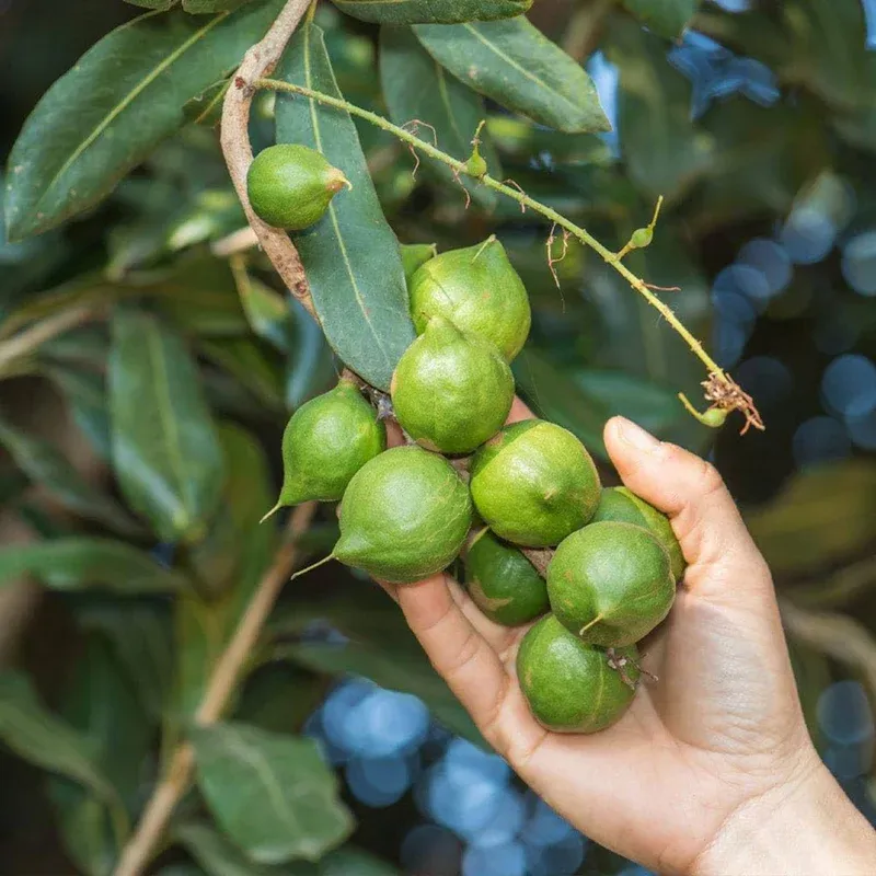 HortiLogistica Africa — macadamia 2 square