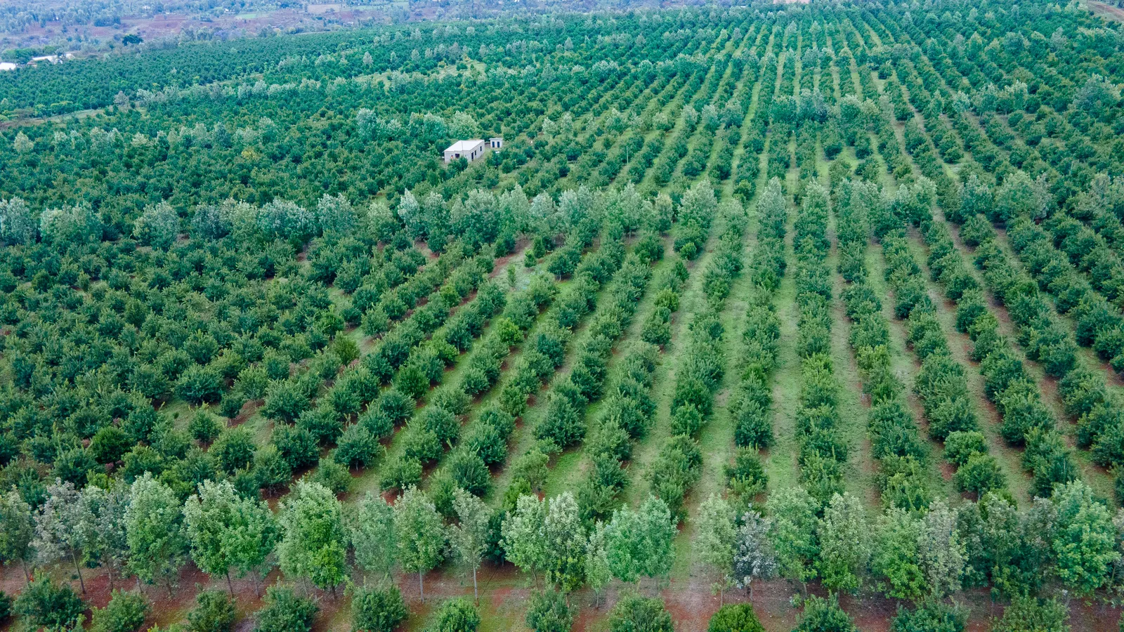 HortiLogistica Africa — macadamia 2