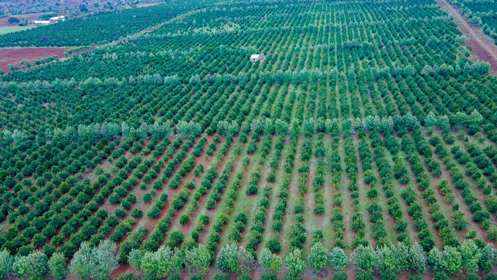 HortiLogistica Africa — macadamia 6