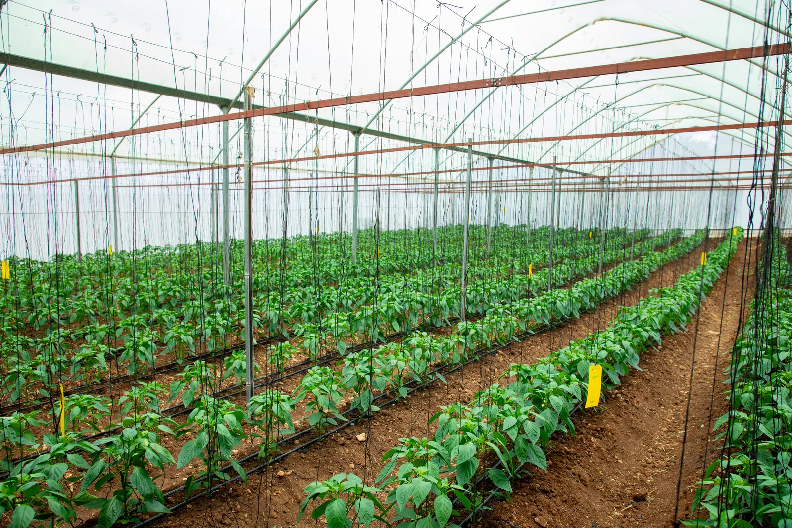 HortiLogistica Africa — oman delegate 62