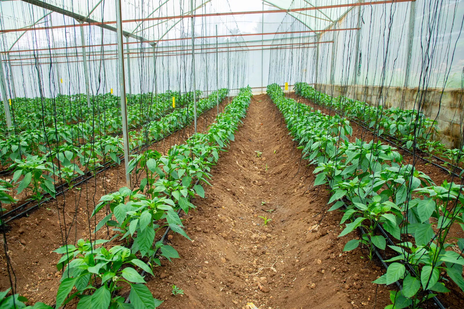 HortiLogistica Africa — oman delegate 65