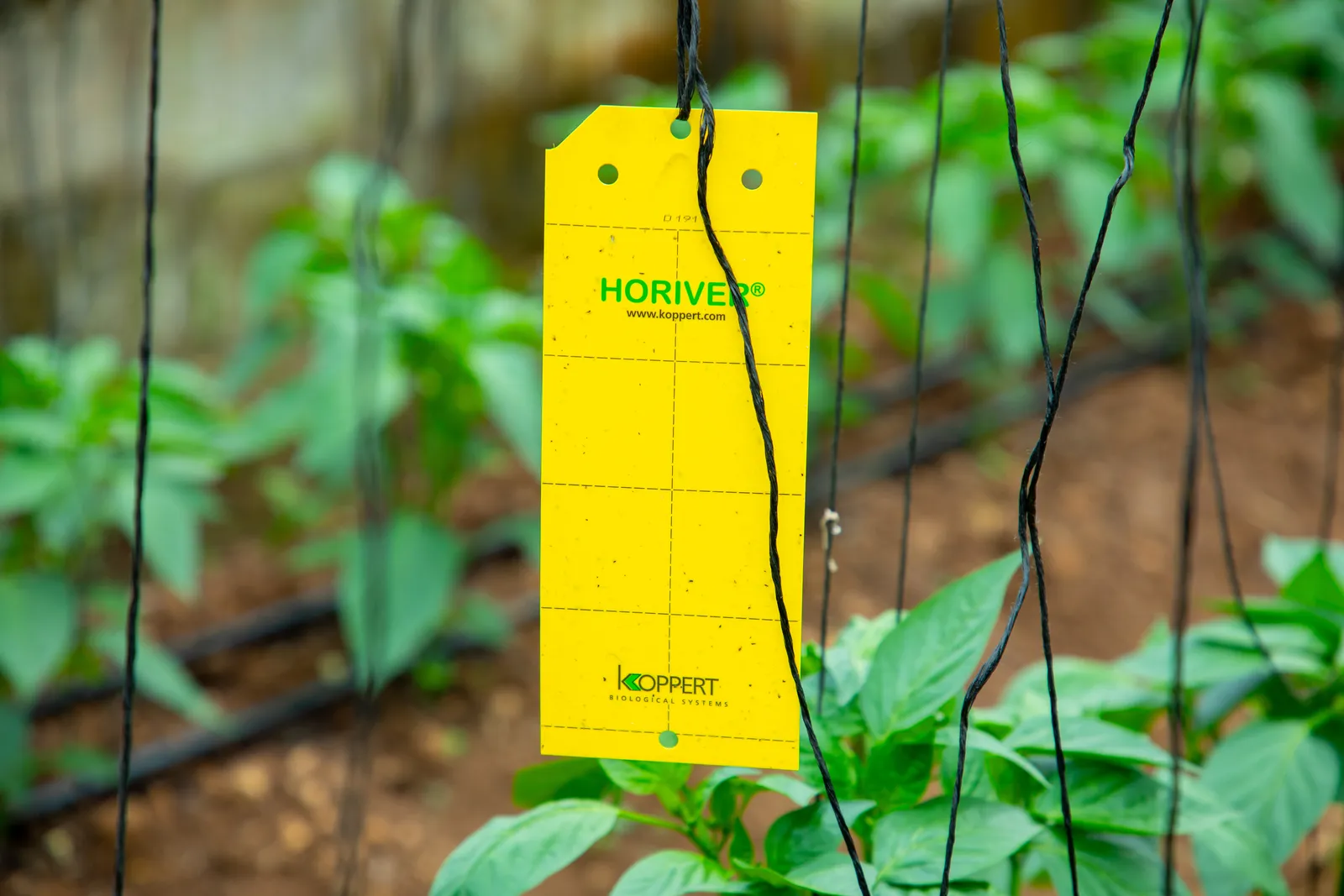 HortiLogistica Africa — oman delegate 67