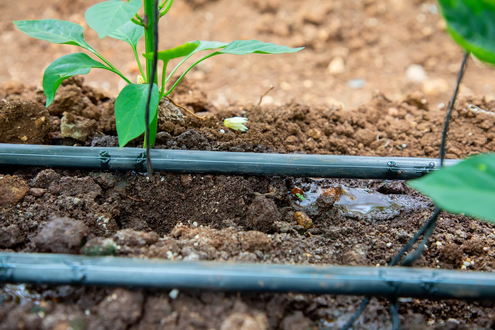 HortiLogistica Africa — oman delegate 73 1