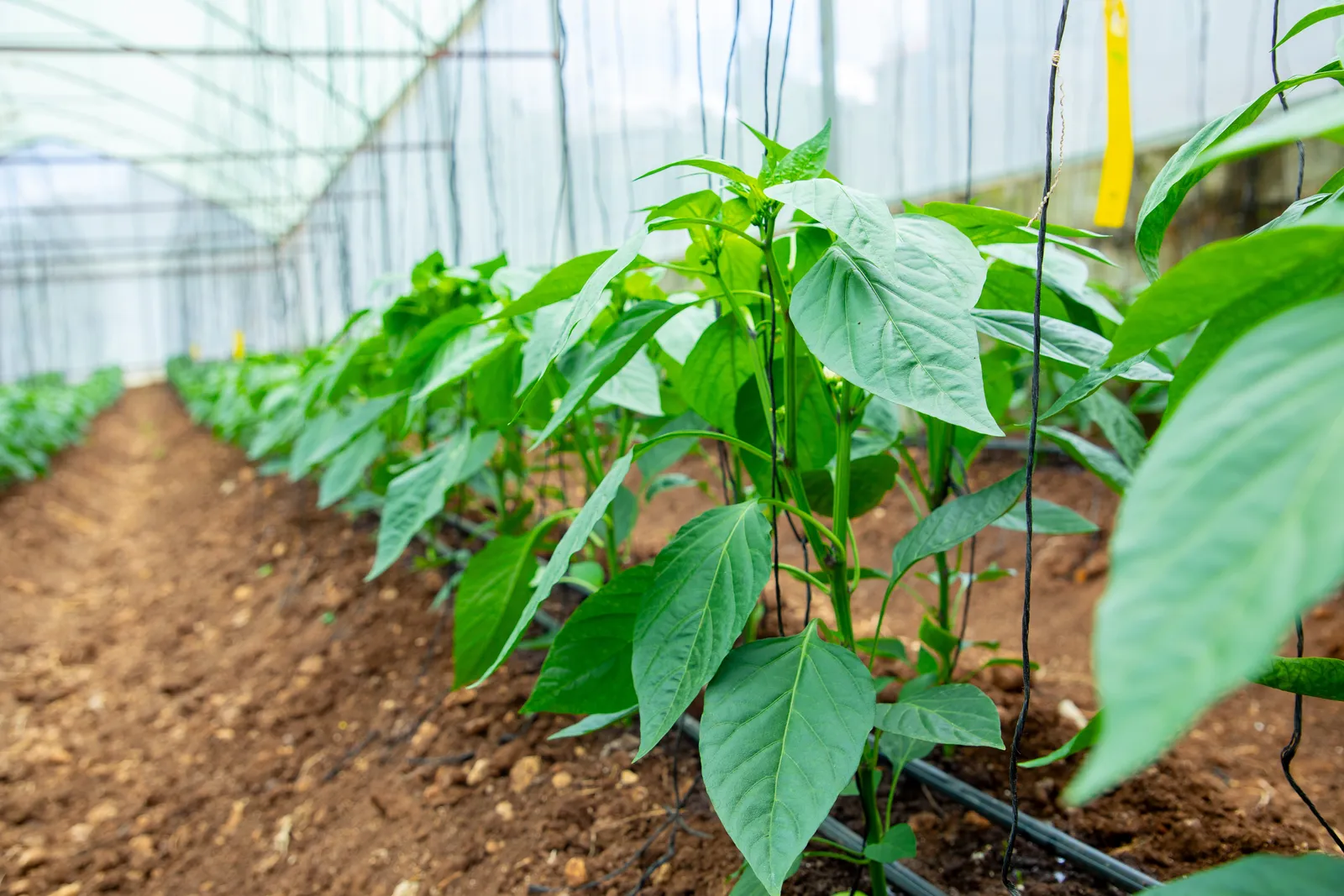 HortiLogistica Africa — oman delegate 74