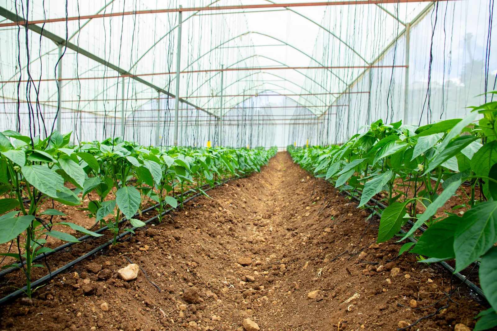 HortiLogistica Africa — oman delegate 75