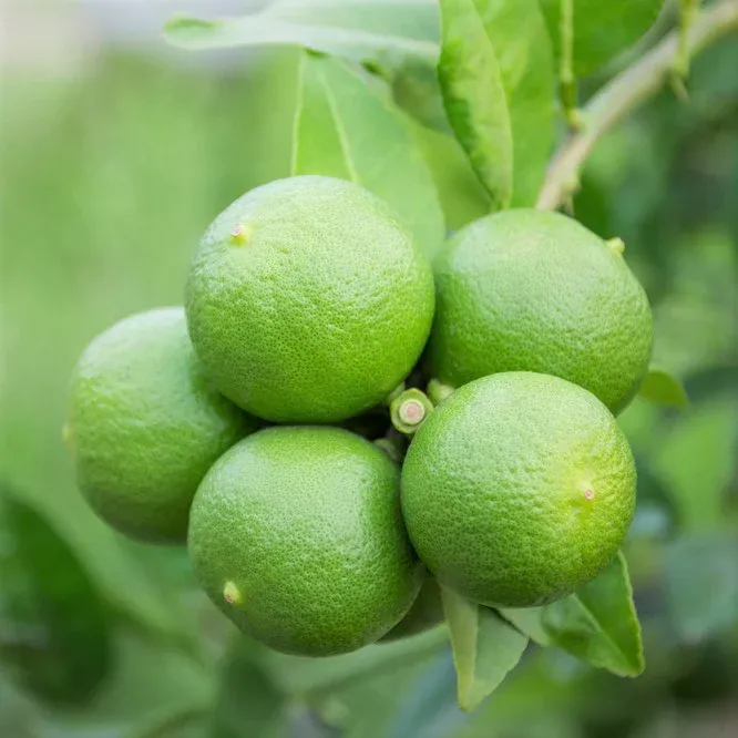 HortiLogistica Africa — seedless lime 2