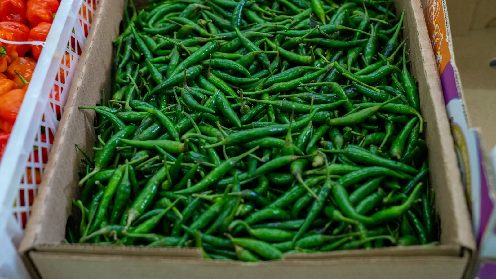 HortiLogistica Africa — tanga jiji visit 59