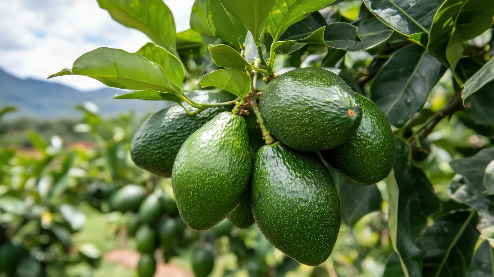 HortiLogistica Africa — vecteezy lush green avocados cluster on a tree branch 65637773