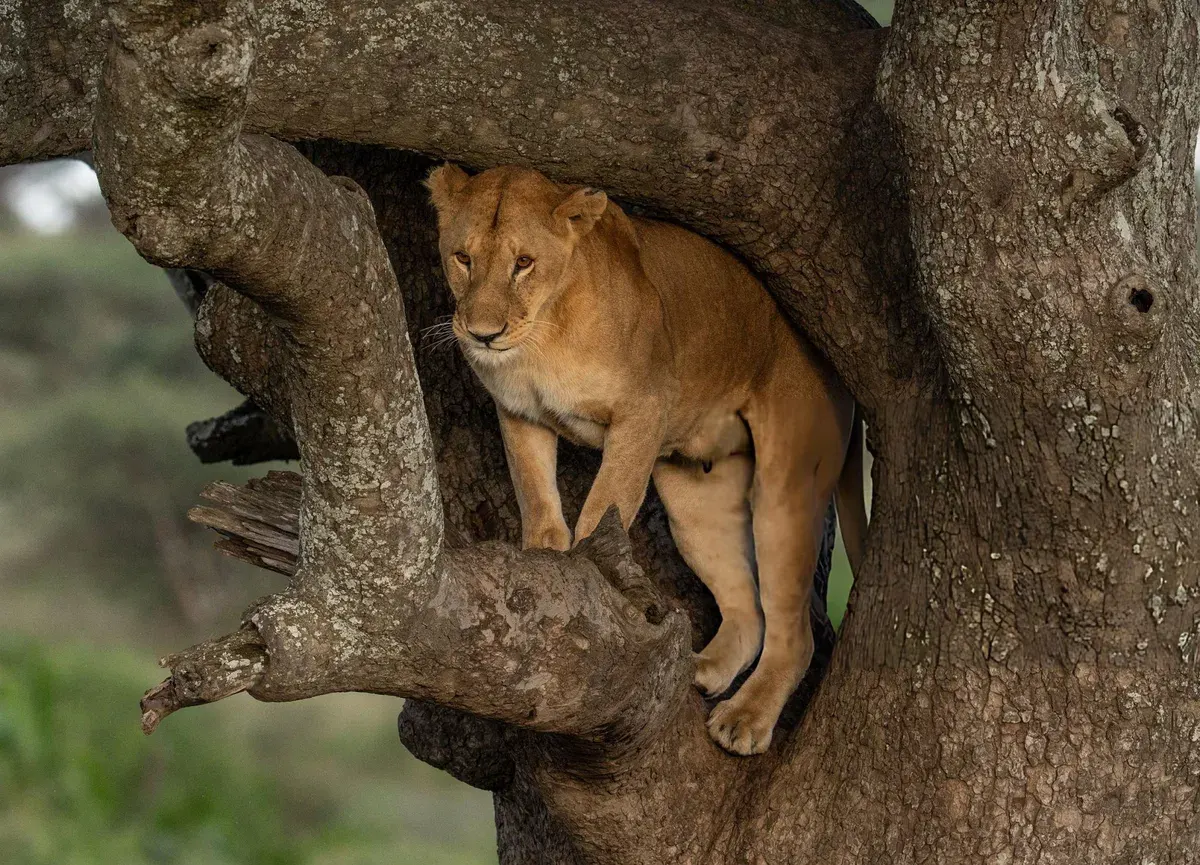 Tanzania